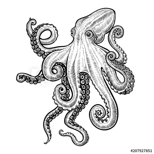 500x500 Octopus Vector Hand Drawn Illustration