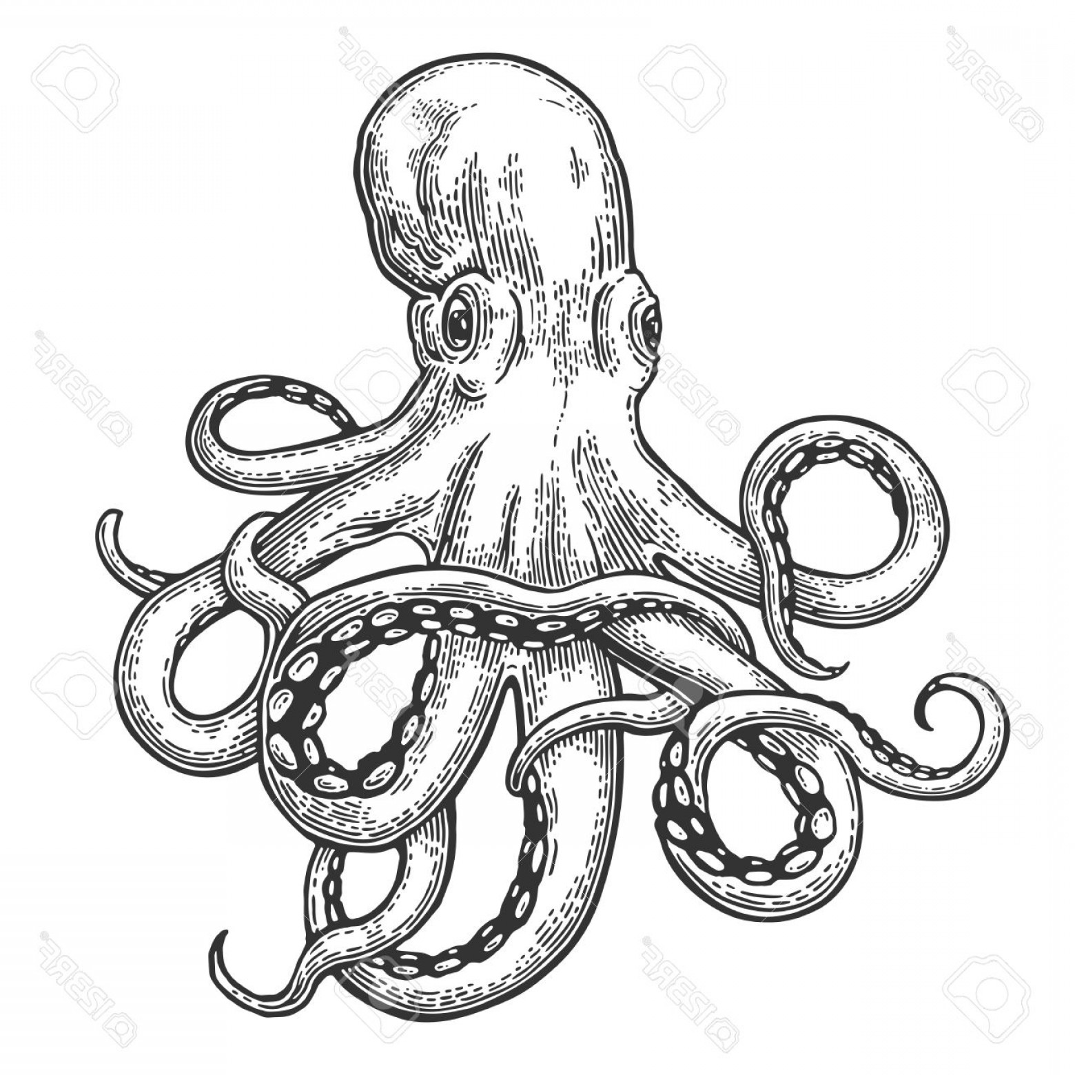 1560x1560 Photostock Vector Octopus Black Engraving Vintage Illustrations