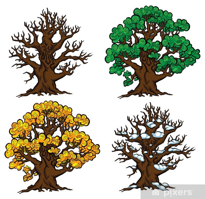 700x681 Old Tree Four Seasons Vector Illustration Wall Mural Pixers
