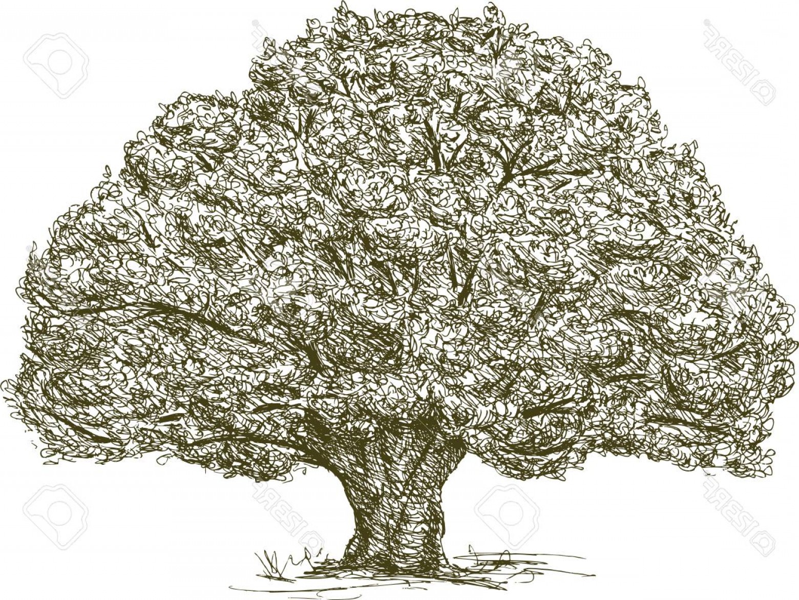 1560x1171 Photostock Vector Old Oak Tree Vector Drawing Soidergi
