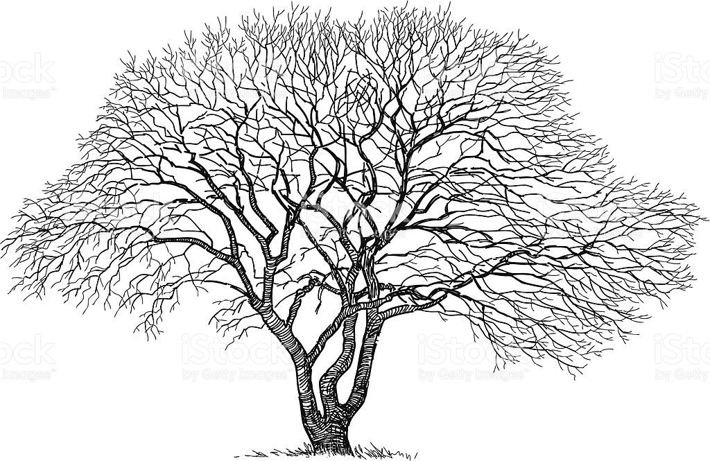 1024x665 Vector Drawing Of The Old Tree Wire Twist Trees And Floral