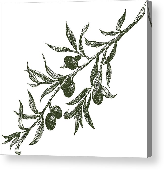 665x689 Olive Branch Vector Acrylic Print