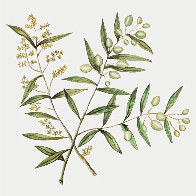 626x626 Olive Branch Vectors, Photos And Free Download