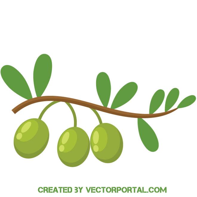 660x660 Olive Branch Vector Image