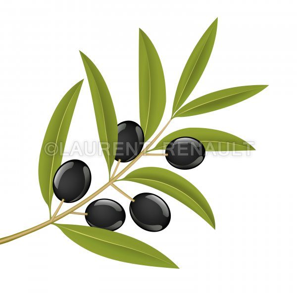 600x600 Olive Branch Vector Stock Images