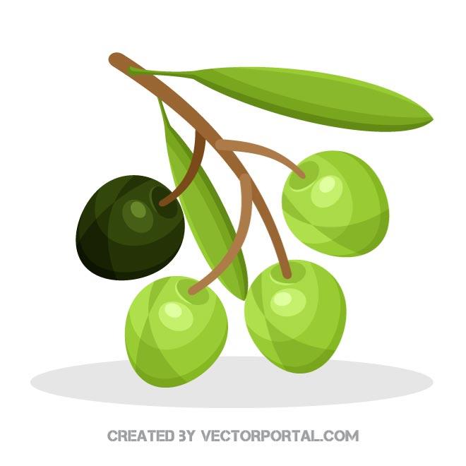 660x660 Olive Branch With Fruit