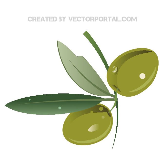 660x660 Olive Branch Graphics Free Vector