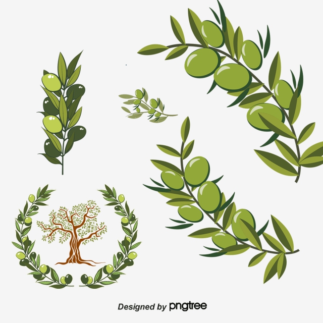 640x640 Olive Branch Png, Vector, And Clipart With Transparent