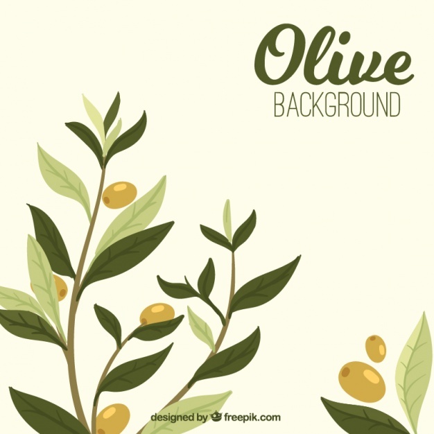 626x626 Olive Branch Vectors, Photos And Free Download