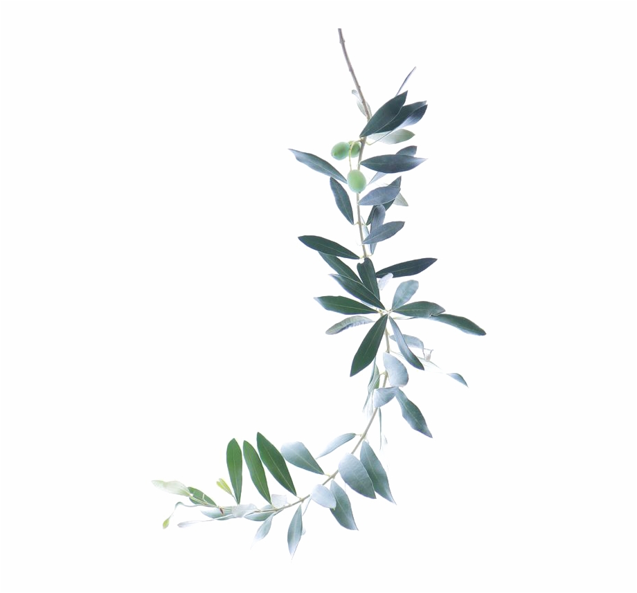 920x857 Watercolor Branch Png