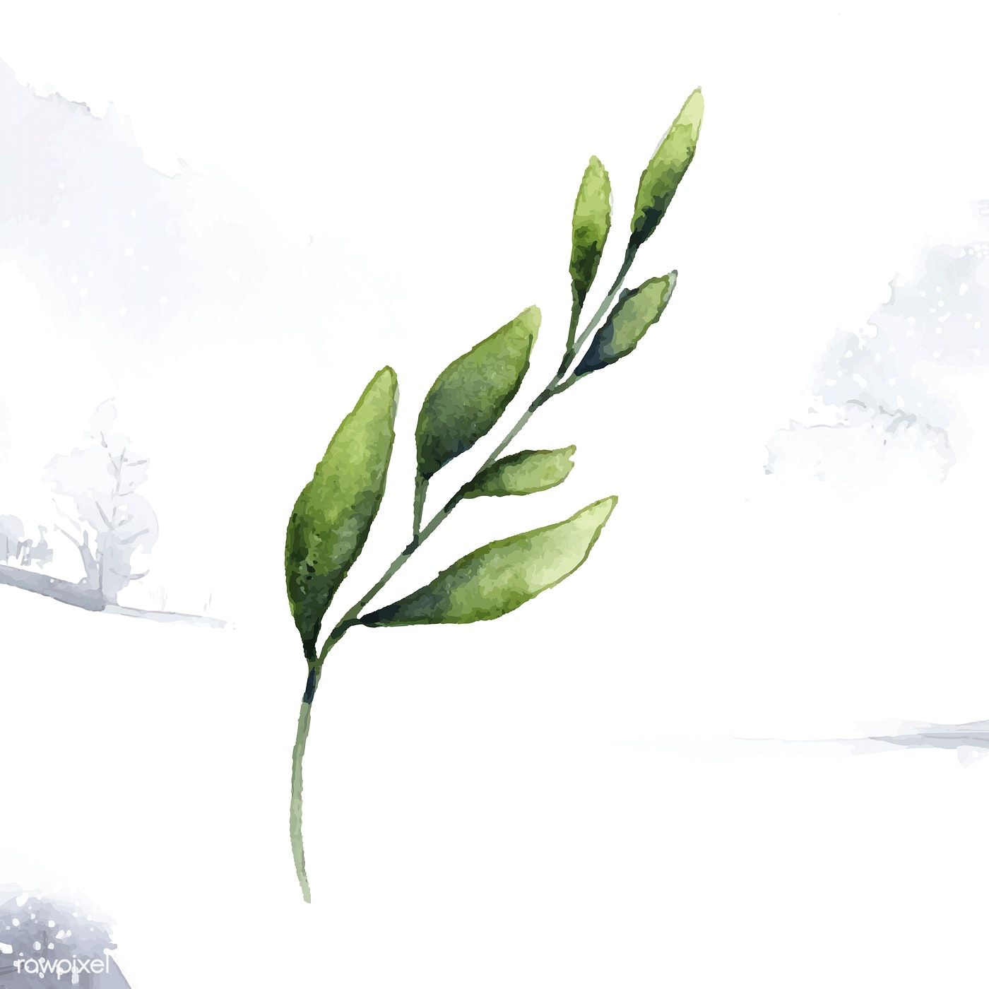 1400x1400 Hand Drawn Olive Branch Watercolor Style Vector Free Image