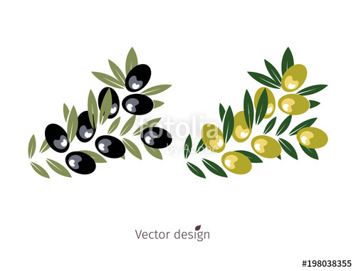Olive Branch, Plant Logo, Black And Yellow Olive With Green Leaves 500x381 Olive Branch, Plant Logo, Black And Yellow Olive With Green Leaves