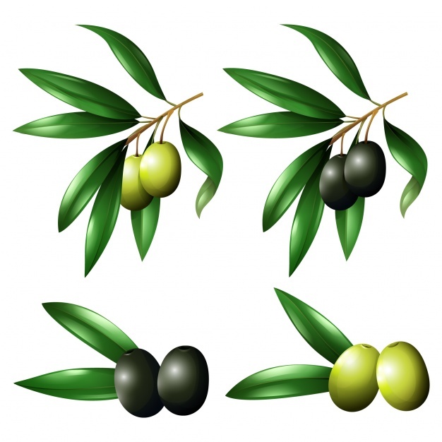Olive Leaf Vectors, Photos And Free Download 626x626 Olive Leaf Vectors, Photos And Free Download