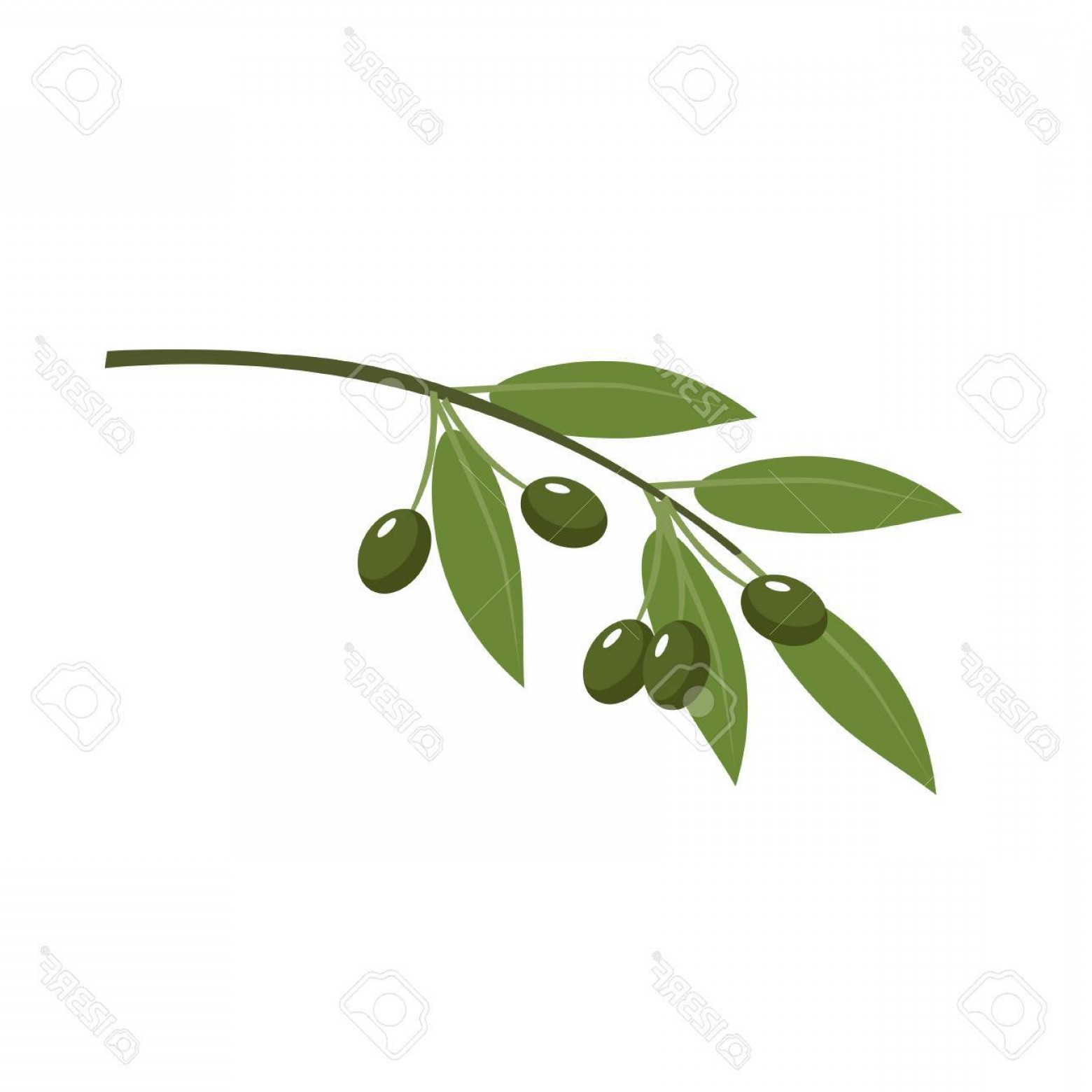 Olive Leaves Vector Hoodamath 1560x1560 Olive Leaves Vector Hoodamath