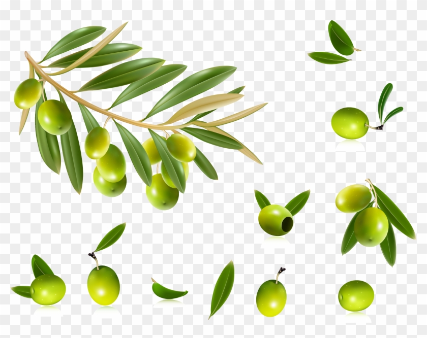 Olive Leaf Vector at Vectorified.com | Collection of Olive Leaf Vector ...