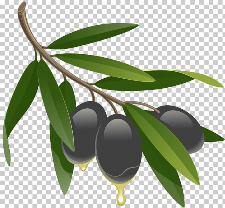 728x674 Olive Leaf Graphics Drawing Olive Oil, Olive Png Clipart Free