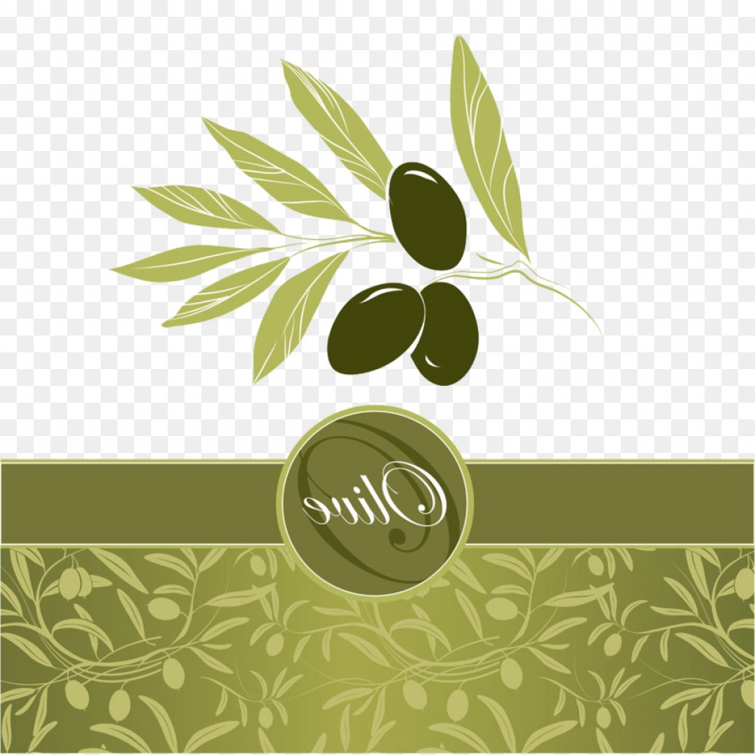 1080x1080 Png Olive Leaf Euclidean Vector Olive Oil Olive Oil La Geekchicpro