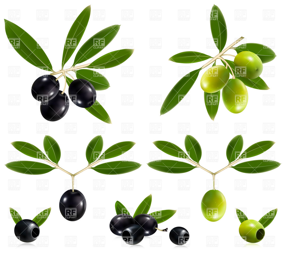 Green And Black Ripe Olives With Leaves Vector Image Of Plants 1200x1077 Green And Black Ripe Olives With Leaves Vector Image Of Plants