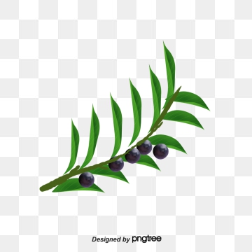 Olive Leaf Png, Vector, And Clipart With Transparent 360x360 Olive Leaf Png, Vector, And Clipart With Transparent