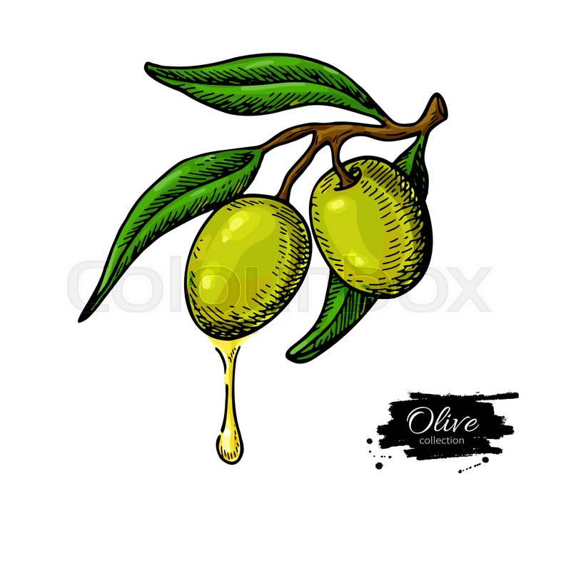 800x800 Olive Branch With A Drop Of Olive Oil Stock Vector Colourbox