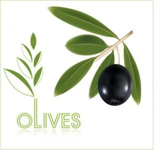 309x300 Olive Oil Vector Labels Oliva Olive Oil Brands, Olive Oil
