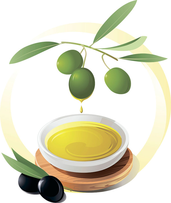 Olives And Olive Oil Vector Free Download 600x711 Olives And Olive Oil Vector Free Download
