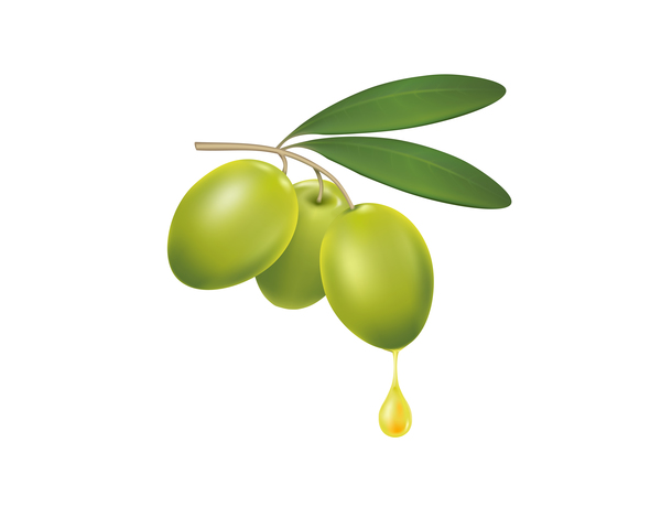 600x460 Olive Branch With A Drop Of Olive Oil Vector Free Download