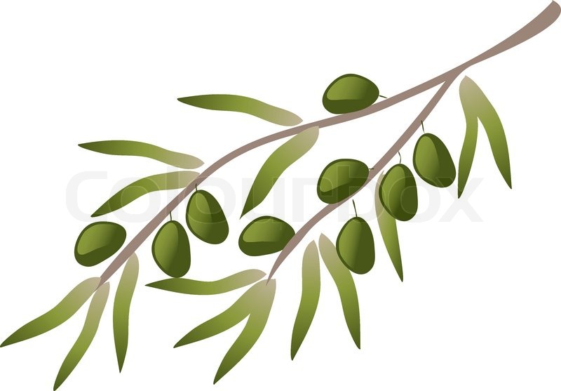 Olive Tree Vector