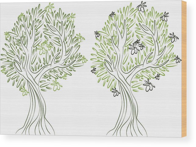 643x484 Illustration Of Olive Tree Vector Wood Print