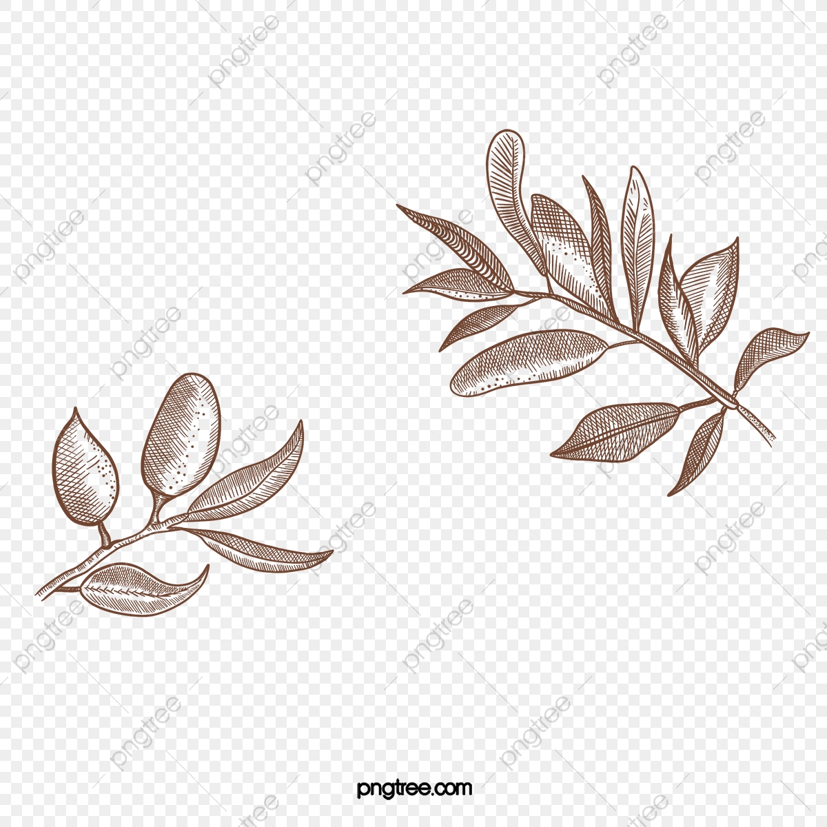 Olive Tree Vector at Vectorified.com | Collection of Olive Tree Vector ...