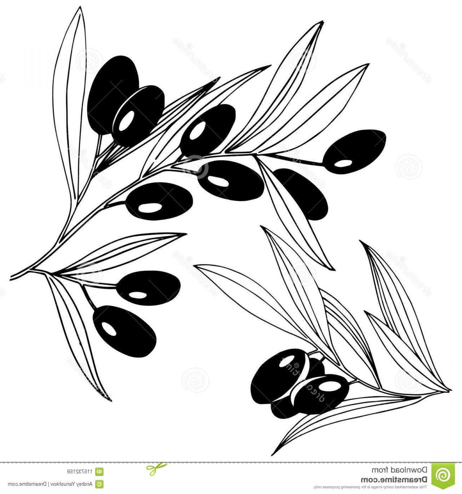 1560x1668 Olive Tree Vector Style Isolated Olive Tree Vector Style Isolated