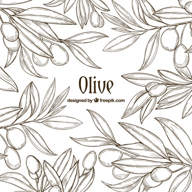 626x626 Olive Tree Vectors, Photos And Free Download