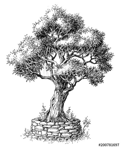 409x500 Olive Tree Vector Stock Image And Royalty Free Vector