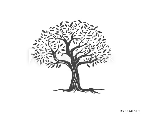 500x400 Olive Tree Vector Illustration
