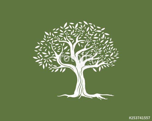 500x400 Olive Tree Vector Illustration Stock Image And Royalty Free