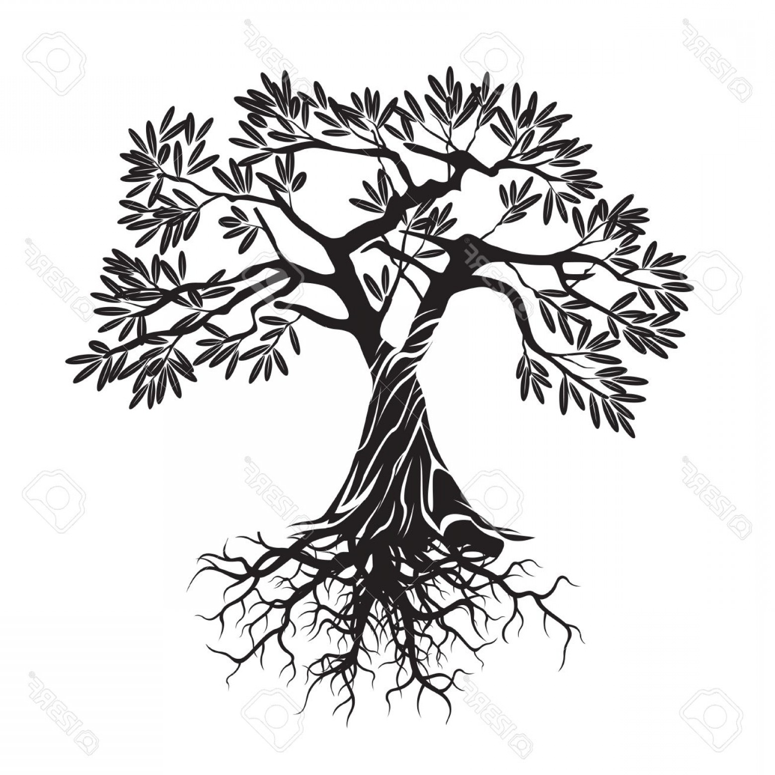1560x1560 Photostock Vector Black Olive Tree Vector Illustration Studiogrfx