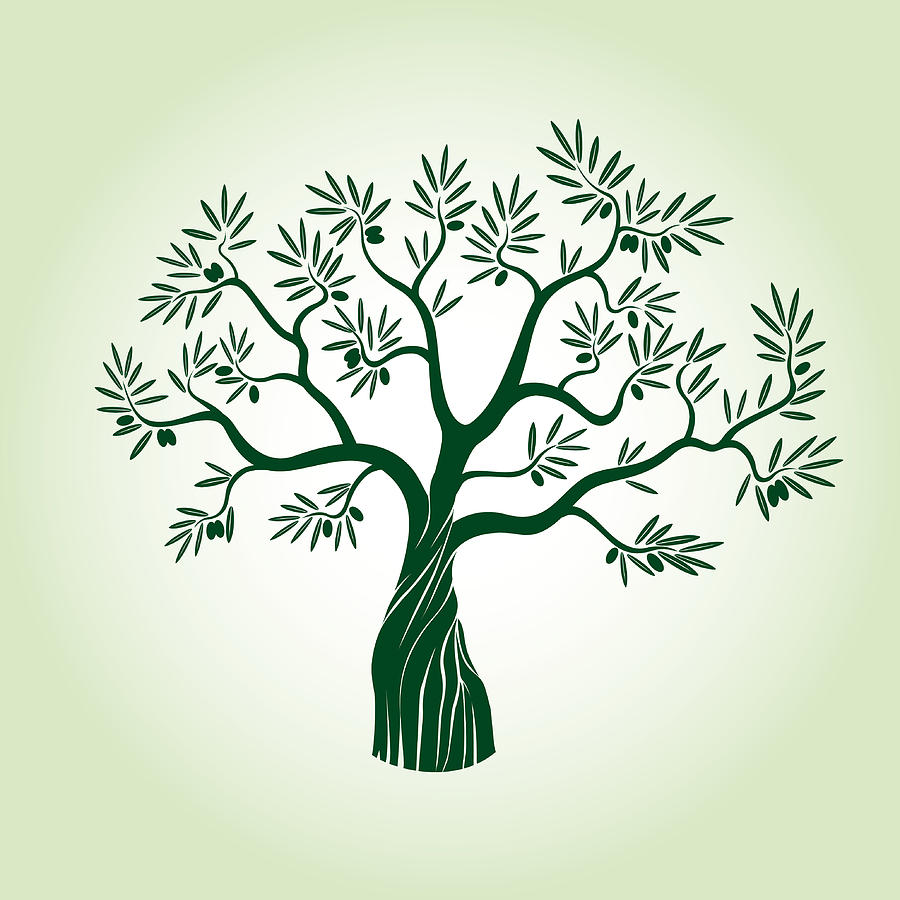 900x900 Green Olive Tree Vector Illustration Graphic Element Drawing