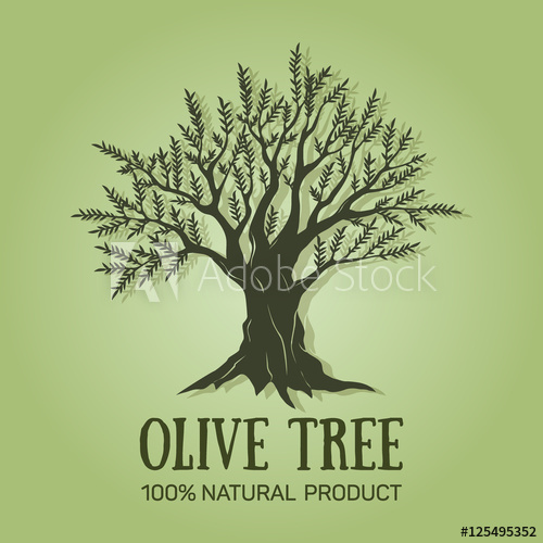 500x500 Hand Drawn Graphic Olive Tree Vector Illustration Olive Tree