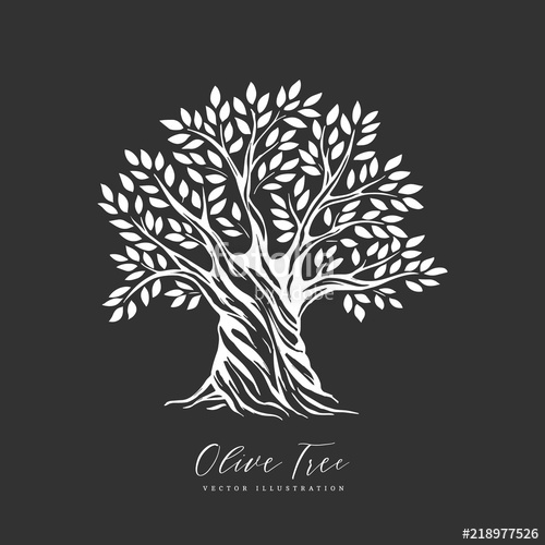 500x500 Hand Drawn Olive Tree Vector Sketch Illustration Stock Image