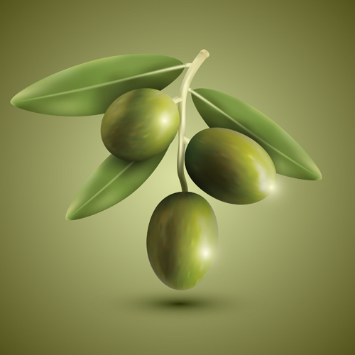 500x500 Green Olives Vector Material Free Download