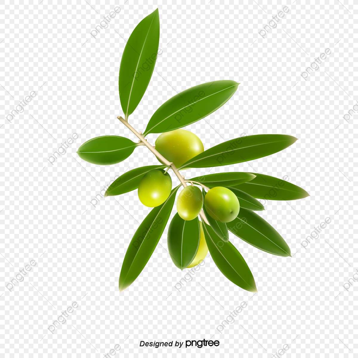 560 Olive vector images at Vectorified.com