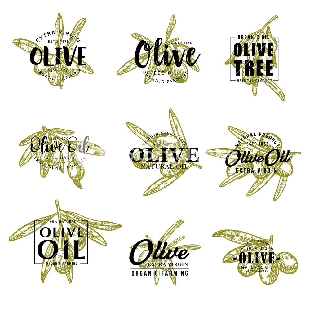 1000x1000 Olive Oil And Farm Olives Vector Sketch Lettering Royalty Free