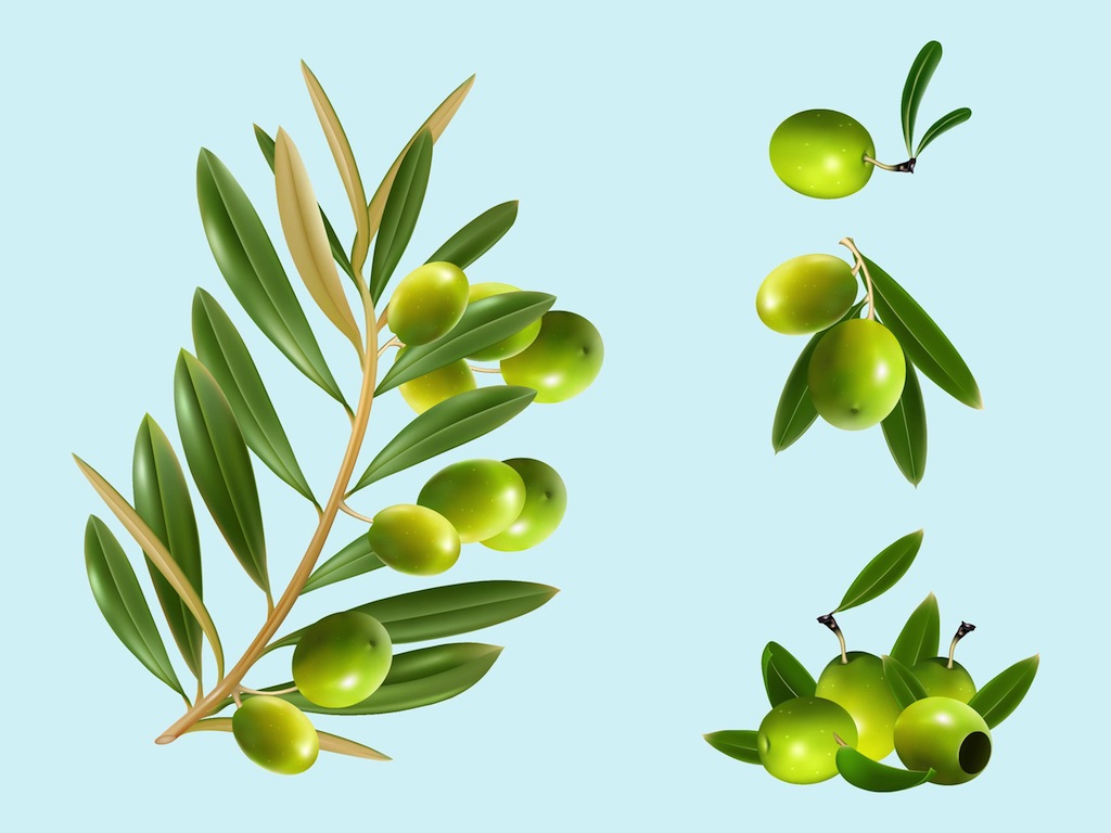 1024x768 Olives Vector Art Graphics