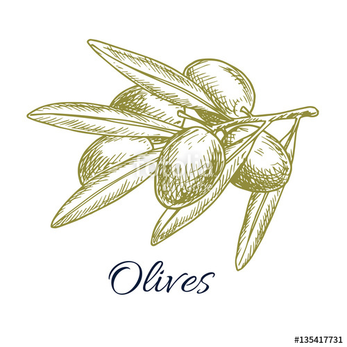 500x500 Olives Branch Of Olive Bunch Vector Sketch Stock Image