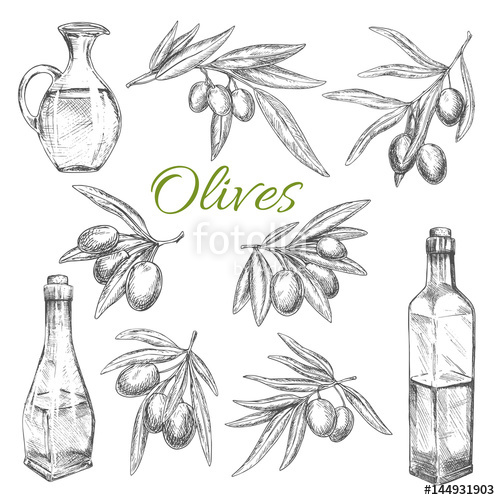 500x500 Olives Vector Sketch Icons Of Olive Oil Product Stock Image