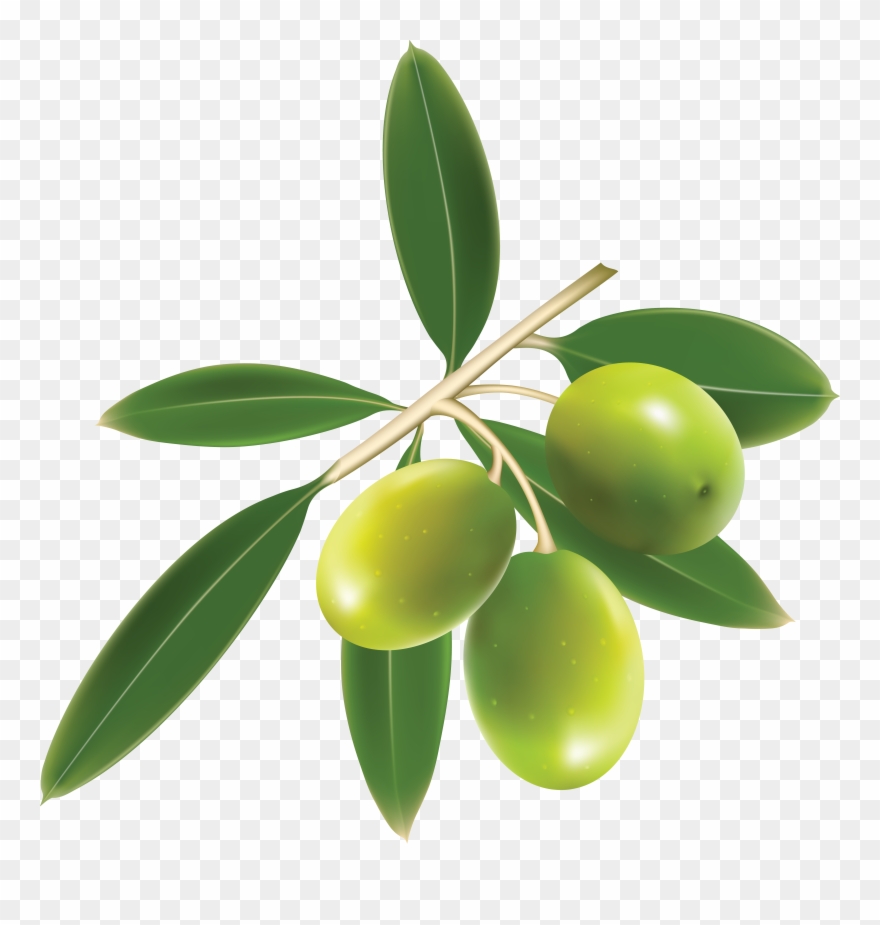 Olive Vector at Vectorified.com | Collection of Olive Vector free for