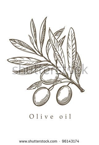 321x470 Free Olive Vector Images Free Vector Download
