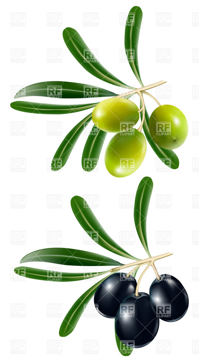 657x1200 Green And Black Olive Vector Image Of Plants And Animals Ivelly