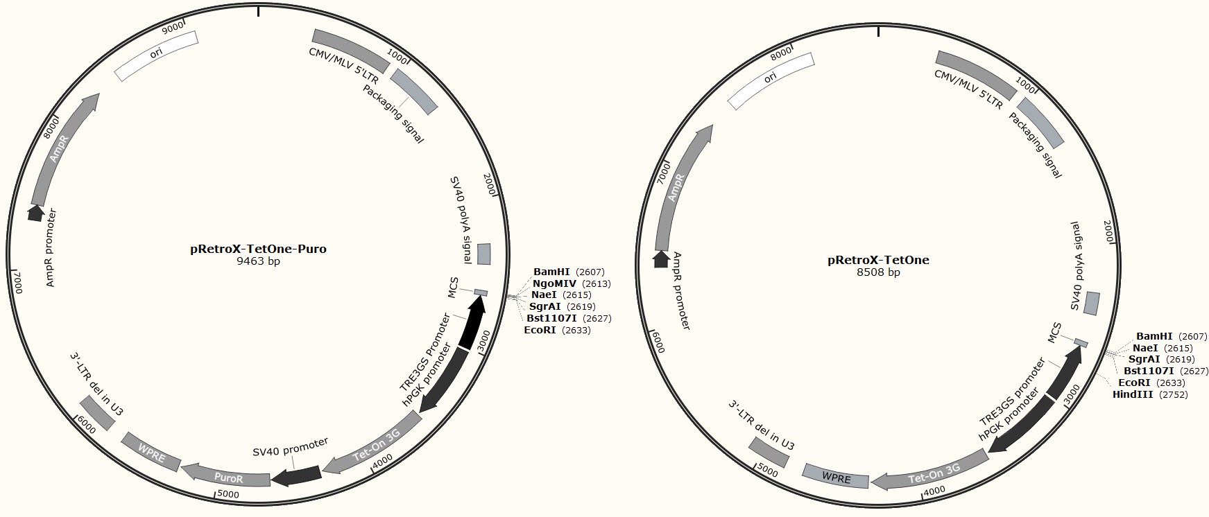1743x746 Tetracycline Inducible Expression Tet One Systems