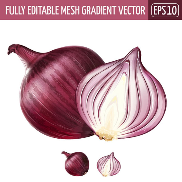 Onion Vector at Vectorified.com | Collection of Onion Vector free for